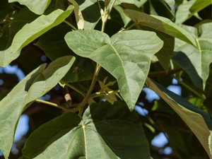 Catalpa bignonioides - Indian-bean-tree - katalpa