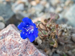 Phacelia campanularia - California-bluebell - klockfacelia