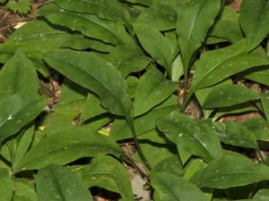 Pulmonaria montana - Mountain Lungwort - berglungört