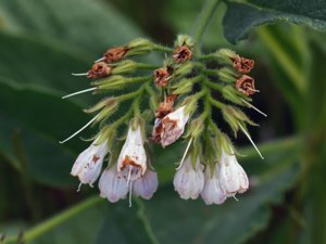 Symphytum × uplandicum - Russian Comfrey - uppländsk vallört