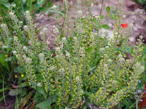 Lepidium campestre - Field Pepperwort - fältkrassing