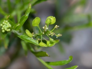 Lepidium neglectum - Apetalous Pepperwort - rundkrassing