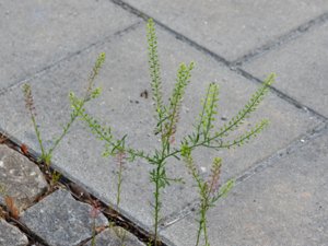 Lepidium virginicum - Virginia Pepperweed - virginiakrassing