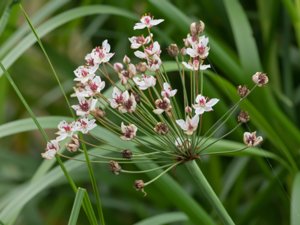 Butomus umbellatus - Flowering-rush - blomvass