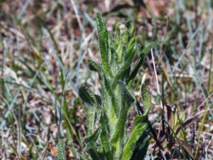 Campanula cervicaria - Bristly Bellflower - skogsklocka