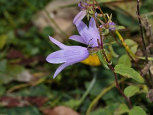 Campanula rapunculoides - Creeping Bellflower - knölklocka