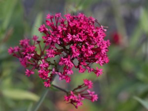 Centranthus ruber - Red Valerian - pipört