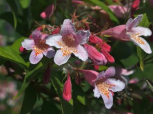 Kolkwitzia amabilis - Beauty-bush - paradisbuske