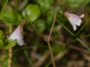 Linnaea borealis - Twinflower - linnea