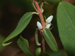 Lonicera caerulea - Blue-berried Honeysuckle - blåtry