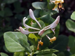 Lonicera caprifolium - Perfoliate Honeysuckle - äkta kaprifol