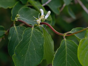 Lonicera xylosteum - Fly Honeysuckle - skogstry