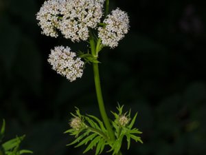 Valeriana officinalis - Common Valerian - läkevänderot