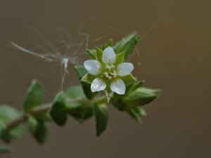 Arenaria serpyllifolia - Thyme-leaved Sandwort - sandnarv