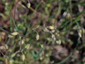 Cerastium brachypetalum - Grey Mouse-ear - raggarv