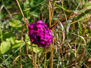 Dianthus barbatus - Sweet-William - borstnejlika