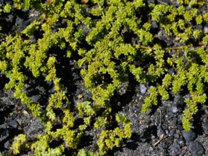 Herniaria glabra - Smooth Rupturewort - knytling