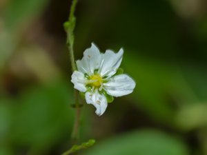 Sagina nodosa - Knotted Pearlwort - knutnarv
