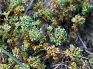 Scleranthus annuus - Annual Knawel - grönknavel