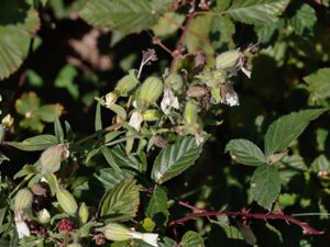 Silene latifolia - White Campion - vitblära
