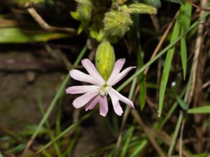 Silene noctiflora - Night-flowering Catchfly - nattglim
