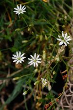 Stellaria graminea - Lesser Stitchwort - grässtjärnblomma