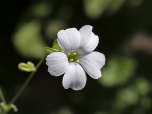 Vaccaria hispanica - Cowherb - åkernejlika