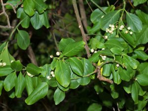 Euonymus japonicus - Evergreen Spindle - japansk benved