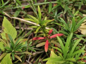 Euonymus nanus - Dwarf Strawberry Bush - dvärgbenved