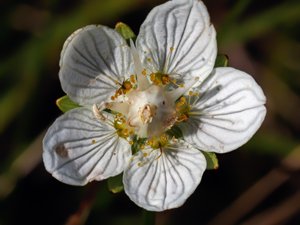 Parnassia palustris - Grass-of-Parnassus - slåtterblomma