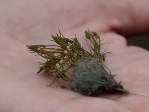 Chara globularis - Fragile Stonewort - skörsträfse