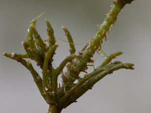 Chara hispida - Bristly Stonewort - taggsträfse