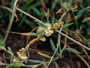 Cuscuta campestris - Yellow Dodder - amerikansk grovsnärja