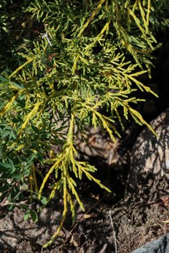 Juniperus_sabina-2028