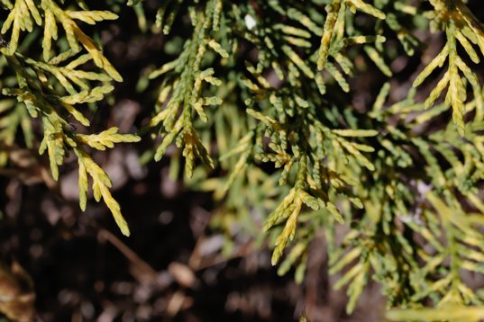 Juniperus_sabina-2031