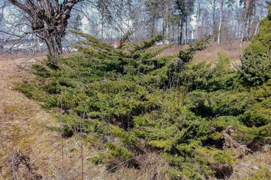 Juniperus_scopulorum-131957
