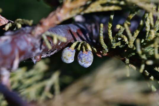 Juniperus_scopulorum-4528