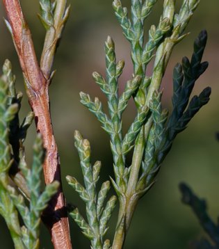 Juniperus_scopulorum-4533