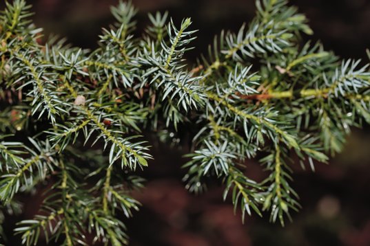 Juniperus_squamata-0322