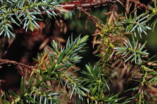 Juniperus_squamata-0324