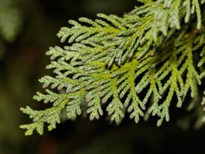 Chamaecyparis obtusa - Hinoki Cypress - japansk ädelcypress