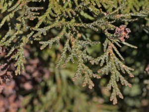 Cupressus nootkatensis - Nootka Cypress - nutkacypress