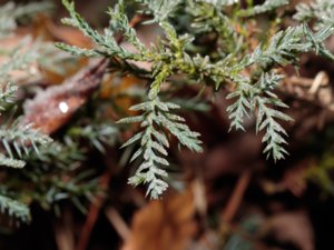 Juniperus chinensis - Chinese Juniper - kinesisk en