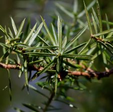 Juniperus communis - Juniper – en