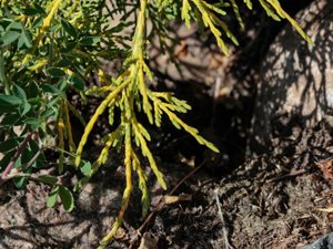 Juniperus sabina - Savin Juniper - sävenbom