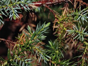 Juniperus squamata - Himalayan Juniper - himalayaen