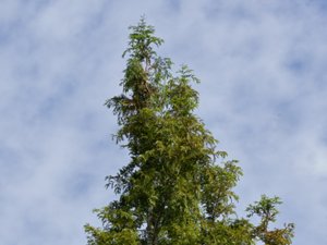 Metasequoia glyptostroboides - Dawn Redwood - kinesisk sekvoja