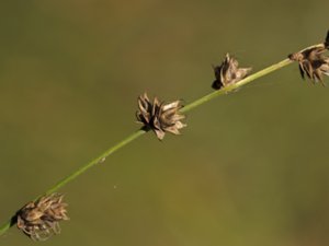 Carex divulsa - Grey Sedge - långstarr