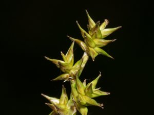 Carex echinata - Star Sedge - stjärnstarr