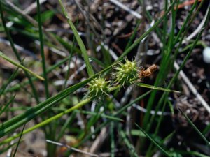 Carex flava - Large Yellow-sedge - knagglestarr